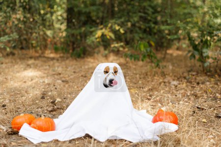 Foto de Jack Russell Terrier perro con un disfraz de fantasma sentado entre calabazas naranjas en un parque para Halloween. Día de Acción de Gracias, fiestas de Halloween, temporada de otoño - Imagen libre de derechos
