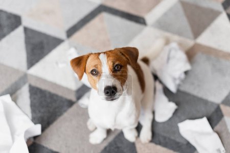 Foto de Retrato de Jack Russell Terrier destruyendo los documentos en casa. Ups, un lindo perro destruyó la sala de estar - Imagen libre de derechos
