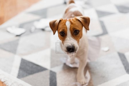 Téléchargez les photos : Portrait de Jack Russell Terrier chien détruisant les documents à la maison. Oups, un chien mignon détruit salon - en image libre de droit