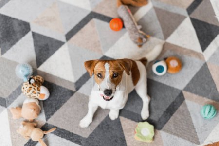 Téléchargez les photos : Portrait de Jack Russell Terrier chien a fait un gâchis avec des jouets à la maison. Oups, un chien mignon détruit salon - en image libre de droit
