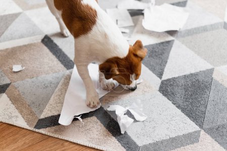Foto de Jack Russell Terrier perro destruyendo los documentos en casa. Ups, un lindo perro destruyó la sala de estar - Imagen libre de derechos