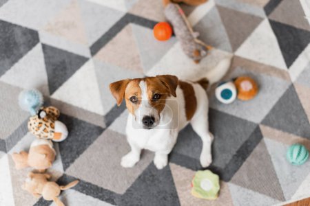 Foto de Retrato de Jack Russell Terrier perro hizo un lío con los juguetes en casa. Ups, un lindo perro destruyó la sala de estar - Imagen libre de derechos