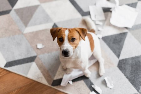 Foto de Retrato de Jack Russell Terrier destruyendo los documentos en casa. Ups, un lindo perro destruyó la sala de estar - Imagen libre de derechos