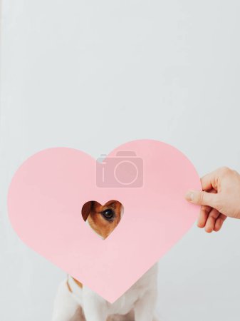 Téléchargez les photos : Concept Saint-Valentin avec mignon Jack Russell Terrier chien et coeur en papier rose sur fond blanc - en image libre de droit