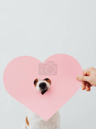 Foto de Concepto de San Valentín con lindo gato russell terrier perro y corazón de papel rosa sobre fondo blanco - Imagen libre de derechos