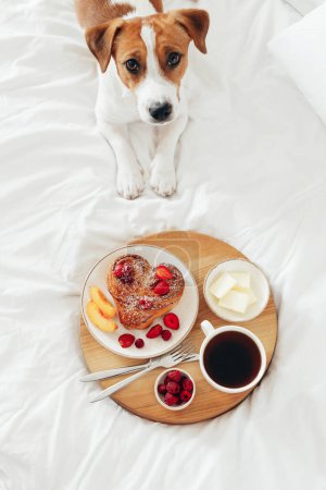 Téléchargez les photos : Jack Russell Terrier chien se trouve à côté d'un plateau en bois avec un petit déjeuner romantique pour la Saint-Valentin. Vue du dessus - en image libre de droit