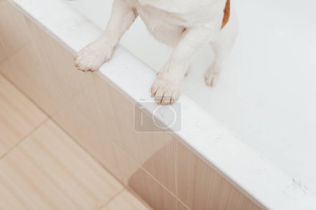 Téléchargez les photos : Pattes de chien sale dans la salle de bain, espace de copie - en image libre de droit