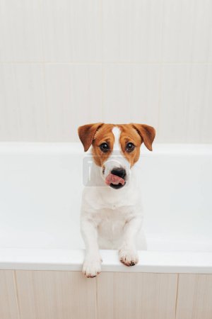 Photo for Cute Jack Russell Terrier dog taking bath at home. Portrait of adorable dog standing in bathtub and looking at the camera - Royalty Free Image