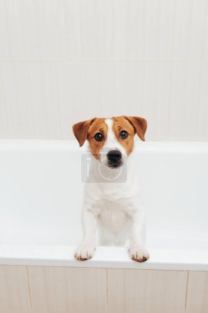 Téléchargez les photos : Mignon Jack Russell Terrier chien prenant son bain à la maison. Portrait de chien adorable debout dans la baignoire et regardant la caméra - en image libre de droit