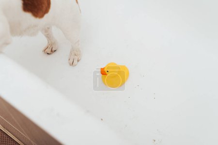Téléchargez les photos : Pattes de chien sale dans la salle de bain. Canard en plastique jaune dans la salle de bain, espace de copie - en image libre de droit