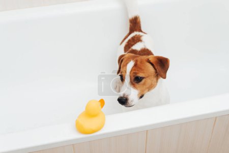 Téléchargez les photos : Mignon Jack Russell Terrier chien prenant son bain à la maison. Portrait de chien adorable debout dans la baignoire avec canard en plastique jaune - en image libre de droit