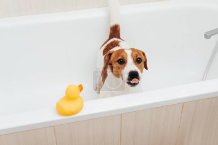 Photo for Cute Jack Russell Terrier dog taking bath at home. Portrait of adorable dog standing in bathtub with yellow plastic duck - Royalty Free Image