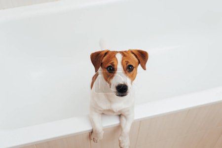 Téléchargez les photos : Mignon Jack Russell Terrier chien prenant son bain à la maison. Portrait de chien adorable debout dans la baignoire et regardant la caméra - en image libre de droit