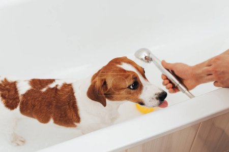 Téléchargez les photos : Mignon Jack Russell Terrier chien prenant son bain à la maison. Portrait de chien adorable debout dans la baignoire avec canard en plastique jaune - en image libre de droit