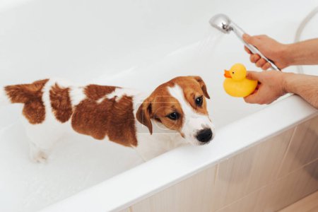 Photo for Cute Jack Russell Terrier dog taking bath at home. Portrait of adorable dog standing in bathtub with yellow plastic duck - Royalty Free Image