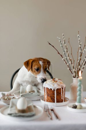 Photo for Happy Easter! Cute Jack Russell Terrier dog sitting at served Easter table indoors. Easter table decoration with eggs, Easter cake and willow branches in vase - Royalty Free Image