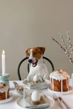 Photo for Happy Easter! Cute Jack Russell Terrier dog sitting at served Easter table indoors. Easter table decoration with eggs, Easter cake and willow branches in vase - Royalty Free Image