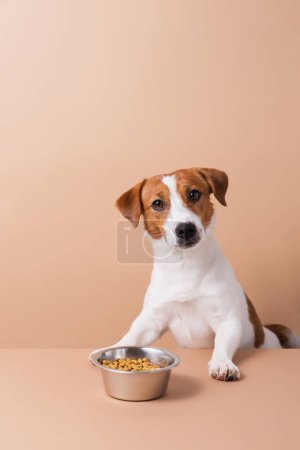 Téléchargez les photos : Adorable Jack Russell Terrier chien avec bol de nourriture pour animaux secs sur fond pastel. Concept de nourriture sèche pour animaux domestiques, espace de copie - en image libre de droit