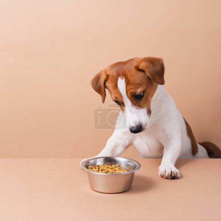 Foto de Hambriento divertido perro Jack Russell Terrier con comida seca para mascotas lamiendo con lengua sobre fondo pastel. concepto de comida seca para mascotas, espacio para copiar - Imagen libre de derechos