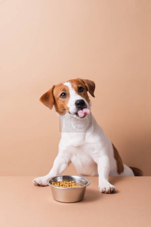 Téléchargez les photos : Chien Jack Russell Terrier affamé avec bol de nourriture sèche pour animaux de compagnie léchant avec la langue sur fond pastel. Concept de nourriture sèche pour animaux domestiques, espace de copie - en image libre de droit