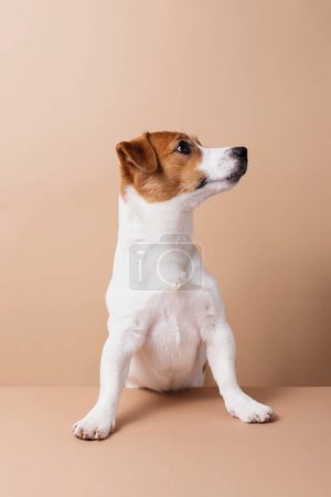 Téléchargez les photos : Photo studio de l'adorable chien Jack Russell Terrier isolé sur fond neutre. Animaux concept amour, espace de copie - en image libre de droit