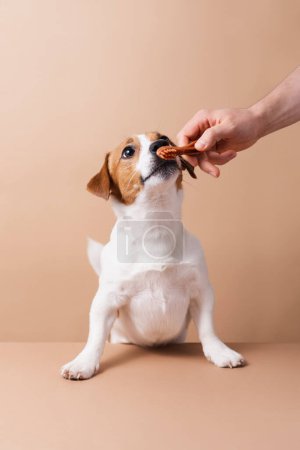 Téléchargez les photos : Le propriétaire masculin caucasien donne à manger au chien Jack Russell Terrier isolé sur fond neutre, prise de vue en studio. Animaux concept amour, espace de copie - en image libre de droit