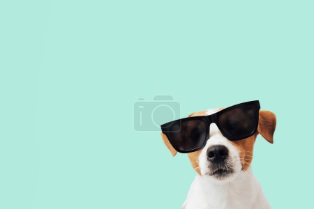Téléchargez les photos : Chien drôle Jack Russell Terrier avec des lunettes de soleil isolées sur fond de menthe, espace de copie - en image libre de droit