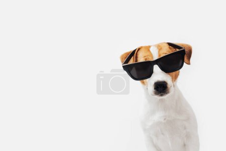 Téléchargez les photos : Chien drôle Jack Russell Terrier avec des lunettes de soleil isolées sur fond blanc, espace de copie - en image libre de droit