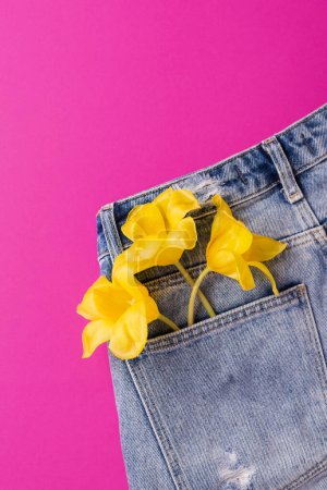 Téléchargez les photos : Concept de printemps créatif réalisé avec des fleurs de tulipe dans la poche arrière de jeans bleus isolés sur fond rose chaud. Vue de dessus, gros plan, espace de copie - en image libre de droit