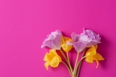 Foto de Hermosas flores de tulipán sobre fondo rosa caliente. Concepto estético de flores primaverales o concepto de Día de la Mujer, vista superior, espacio para copiar - Imagen libre de derechos
