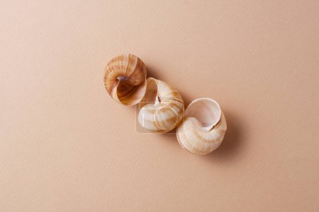 Téléchargez les photos : Différentes coquilles d'escargot sur fond beige, concept minimaliste, palette monochrome, vue de dessus - en image libre de droit