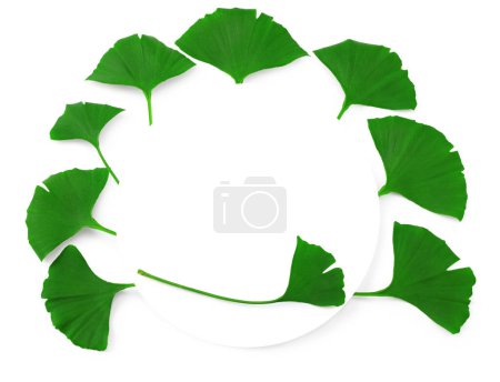 Photo for Ginkgo biloba leaves isolated on white background. top view. clipping path - Royalty Free Image