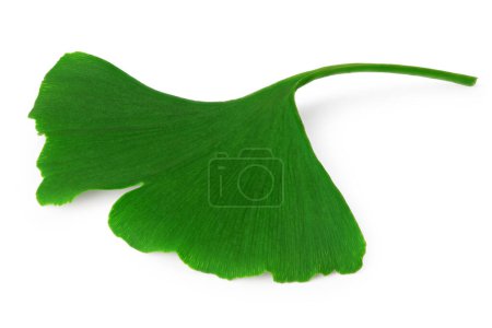 Photo for Ginkgo biloba leaves isolated on white background. top view. clipping path - Royalty Free Image