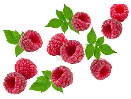 flying ripe raspberries with green leaves isolated on white background. clipping path