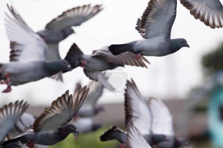 Foto de Bandada de palomas de carreras de velocidad que vuelan al aire - Imagen libre de derechos