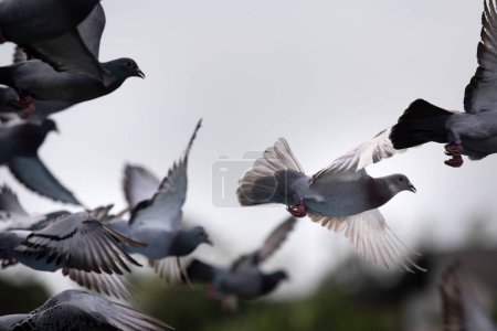 Photo for Motion moving  of homing pigeon taking off from ground to flying - Royalty Free Image