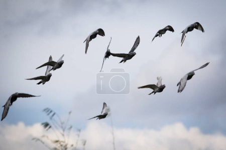 Foto de Bandada de palomas mensajeras volando contra el cielo nublado - Imagen libre de derechos