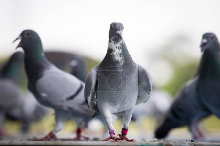group of homing pigeon standing on home loft trap