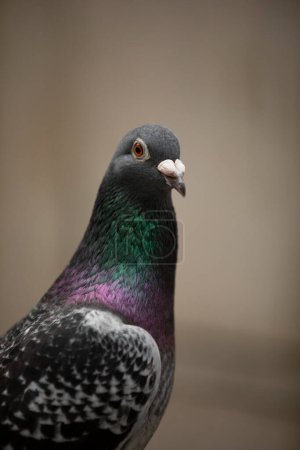 Téléchargez les photos : Close up checker color of male homing pigeon - en image libre de droit