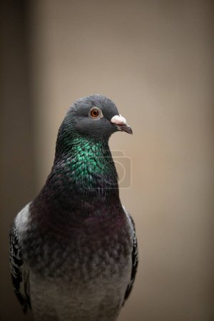 Téléchargez les photos : Close up headshot of homing pigeon - en image libre de droit
