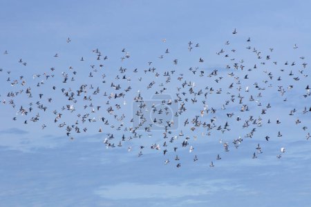 Photo for Large number of homing pigeon flying against clear blue sky - Royalty Free Image
