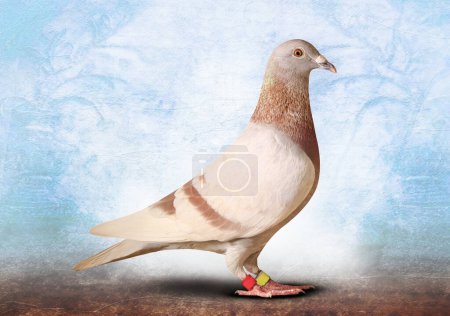 Téléchargez les photos : Corps complet de course de vitesse pigeon oiseau isoler fond blanc - en image libre de droit