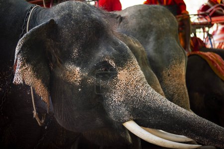 Téléchargez les photos : Close up asia male elephant head with beautiful ivory - en image libre de droit