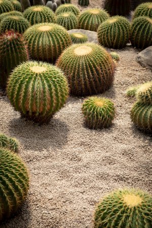 Téléchargez les photos : Groupe de plantation d'échinocactus sur sol sec valcano avec du gravier valcano - en image libre de droit
