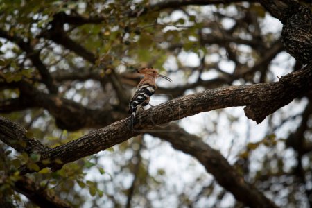 Téléchargez les photos : Eurasain hoopoe oiseau perché sur branche d'arbre sec - en image libre de droit