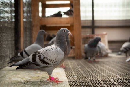 Téléchargez les photos : Plume de couleur checker de pigeon homing juvénile debout dans le grenier à la maison - en image libre de droit