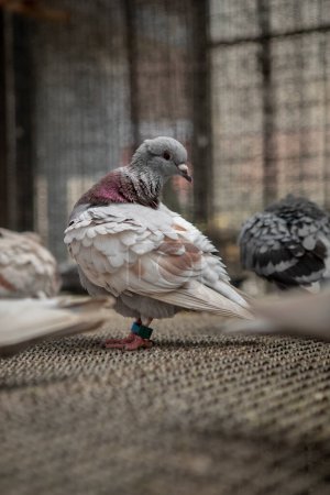 Téléchargez les photos : Couleur farineuse de la plume de preening de pigeon de retour dans le grenier à la maison, la course de pigeon est l'une des activités sportives les plus populaires en Belgique et au pays des neiges - en image libre de droit