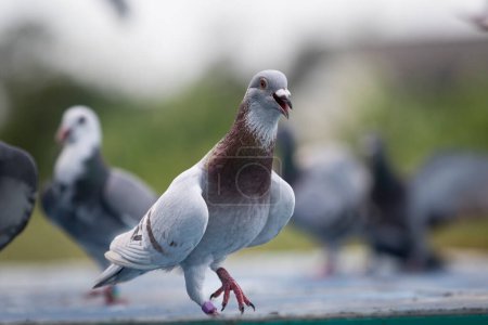 Téléchargez les photos : Couleur farineuse de l'entraînement d'exercice en plein air du pigeon voyageur avant le début de la saison de course - en image libre de droit