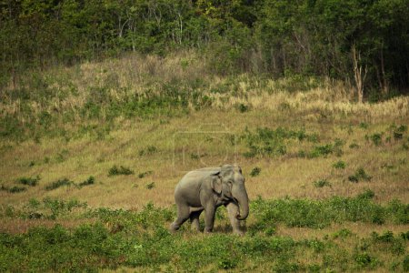 Téléchargez les photos : Mâle asiatique éléphant marche dans le champ d'herbe du parc national khaoyai thailand - en image libre de droit
