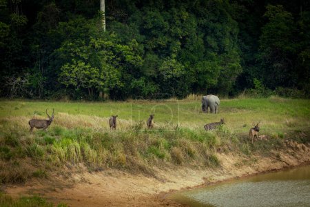 Téléchargez les photos : Troupeau de cerfs sambar et d'éléphants mâles debout sur la prairie sèche du parc national khaoyai thailand - en image libre de droit